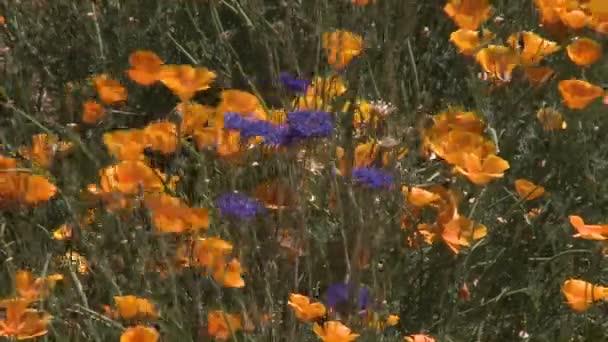 Поппи цветы дуют на ветру — стоковое видео