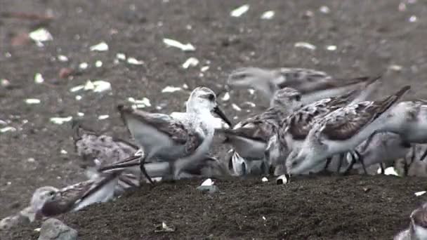 Fåglar peck längs stranden — Stockvideo