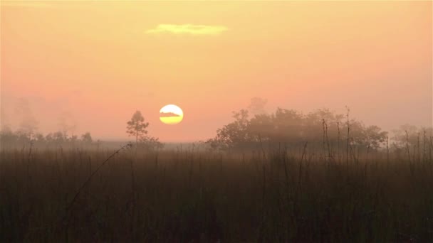 Nascer do sol sobre os Everglades Florida — Vídeo de Stock