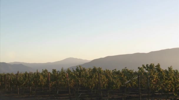 Каналізаційні долині Салінас виноградник — стокове відео