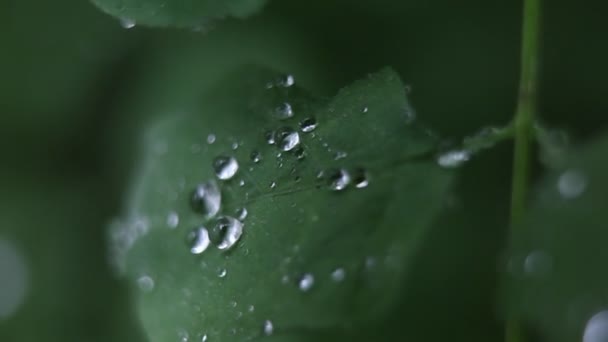 Regndroppar följa ett löv — Stockvideo