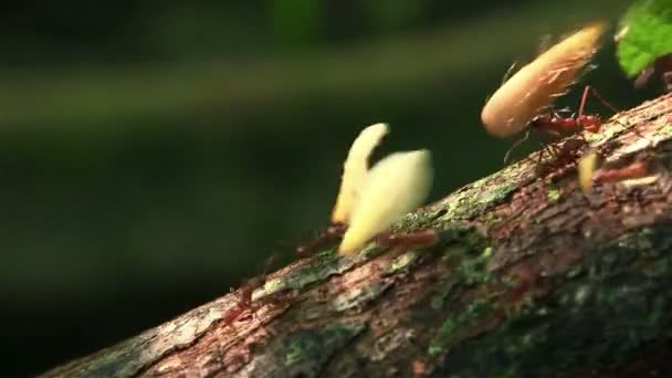 Муравьи-листорезаки перемещают листья по ветви — стоковое видео