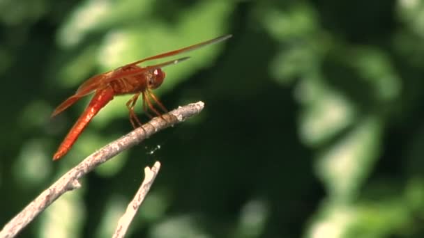 Green dragonfly on branch — Stock Video