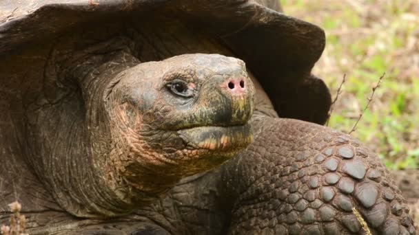 Galapagos Tartaruga gigante che fissa — Video Stock