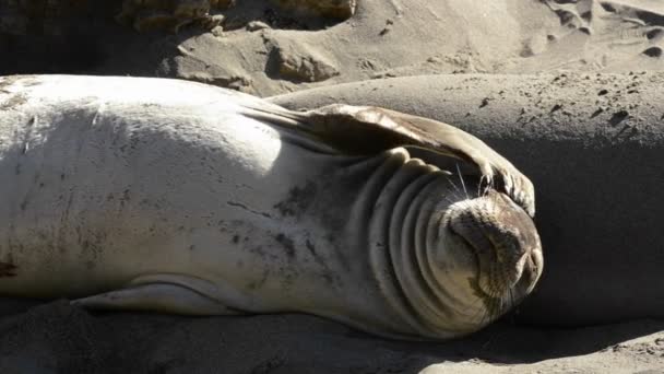 Elephant seals lež v příboji — Stock video