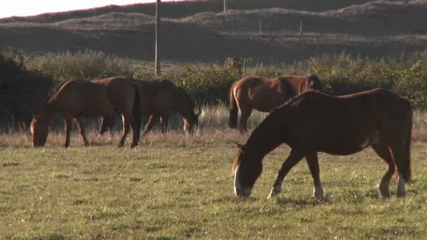 Paarden grazen in een weiland — Stockvideo