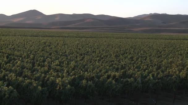 Wijngaard in de Salinas Valley wijn land — Stockvideo