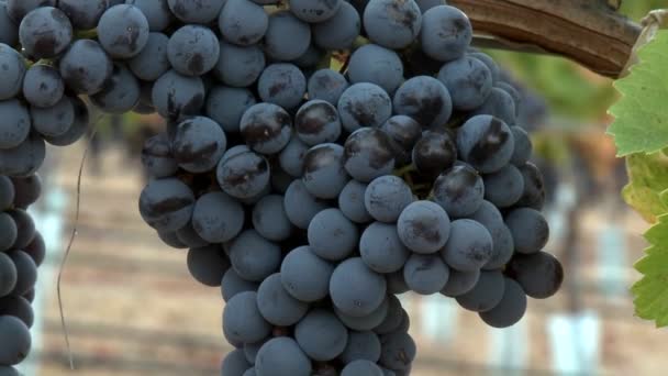 Uvas de vinificación durante la temporada de cosecha — Vídeo de stock