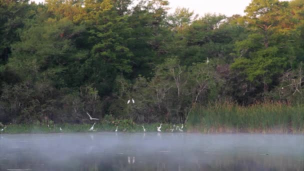 Mlha nad Florida Everglades — Stock video