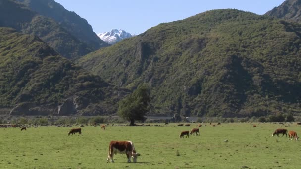 奶牛的牧场 — 图库视频影像