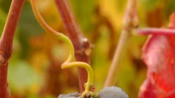 Uvas de vinho tinto — Vídeo de Stock