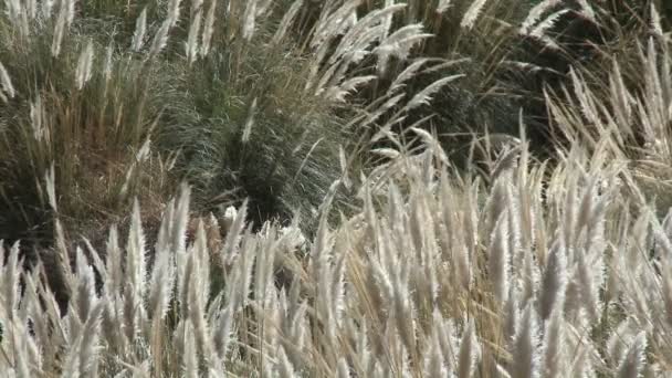 Hierba del desierto sopla en la brisa — Vídeo de stock