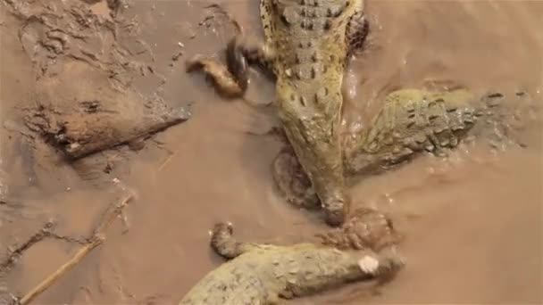 Crocodiles wallow in the mud — Stock Video
