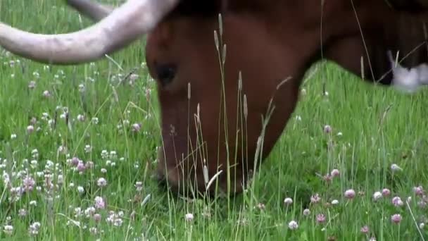 A Texas longhorn cow grazes in a field — Stock Video