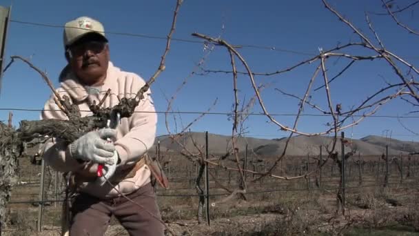 Pracownik śliwki nieaktywnych przycinanie winorośli — Wideo stockowe