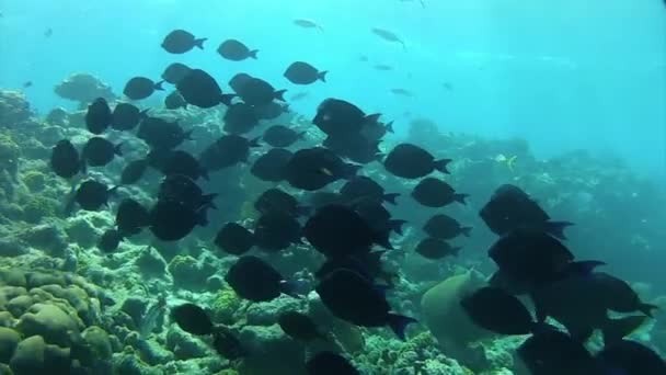 Duże szkoły ryb — Wideo stockowe