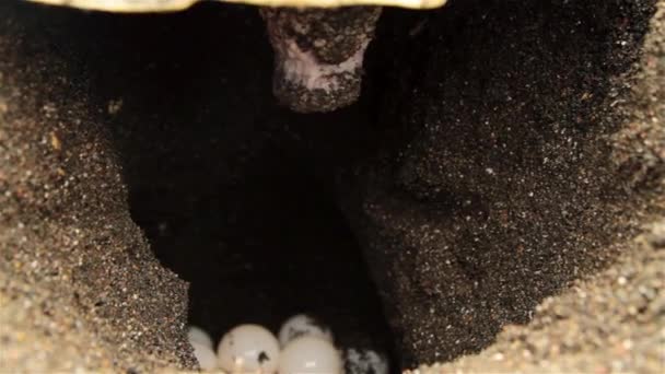 Meeresschildkröte legt Eier im Sand — Stockvideo