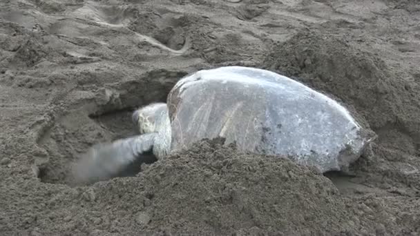 Turtle crawls up a beach — Stock Video