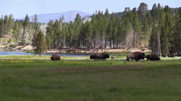 Pâturage de buffles dans le parc national Yellowstone — Video