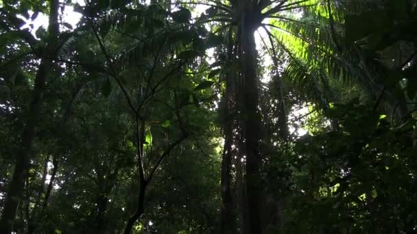 Bella foresta pluviale della giungla lussureggiante — Video Stock