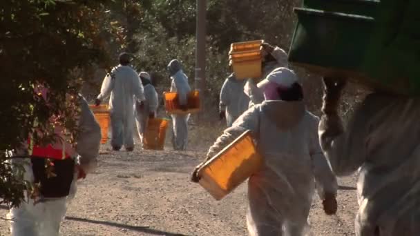 Werknemers op een Santa Barbara County wijngaard — Stockvideo