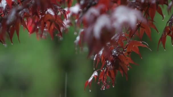 Des gouttes de pluie tombent sur les feuilles — Video