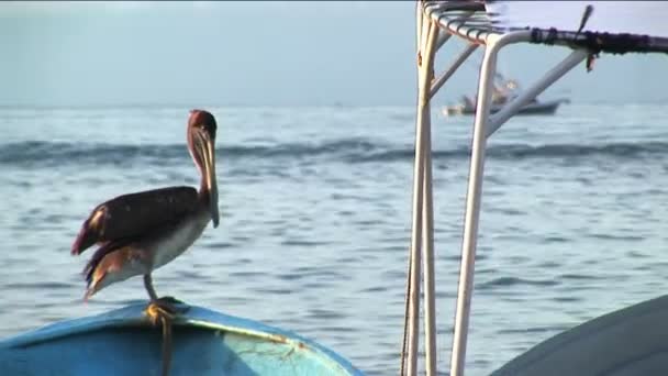 Um pelicano está no arco de um barco a remos flutuando na água . — Vídeo de Stock