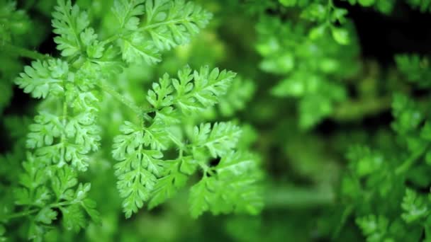 Een fern is bewegen in de wind. — Stockvideo