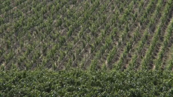 Wind weht durch einen Weinberg — Stockvideo