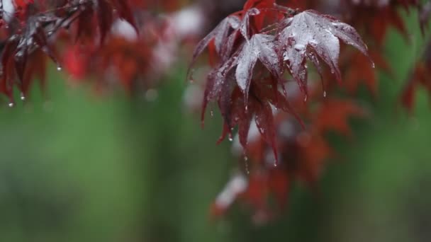 秋の紅葉時に雨は降る — ストック動画