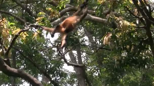 Пауковая обезьяна на дереве — стоковое видео