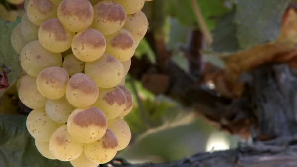 Шардоне виноград созревает на виноградной лозе — стоковое видео