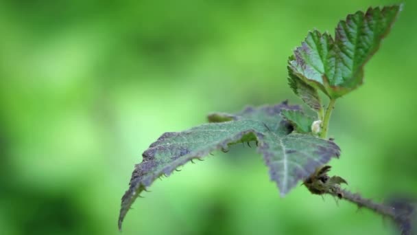 Ein dorniges Blatt und Stängel bleibt praktisch bewegungslos. — Stockvideo