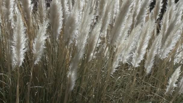 Desert grass blow in the breeze — Stock Video