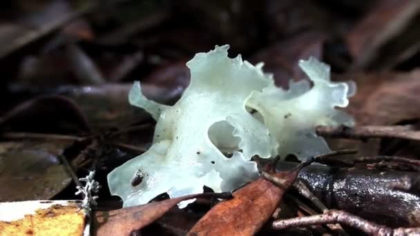 作为它的果冻真菌生长在森林的地面上 — 图库视频影像