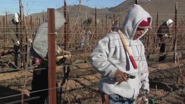 Trabalhadores poda de uvas dormentes videiras — Vídeo de Stock