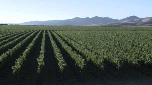 Wind waait door een wijngaard — Stockvideo