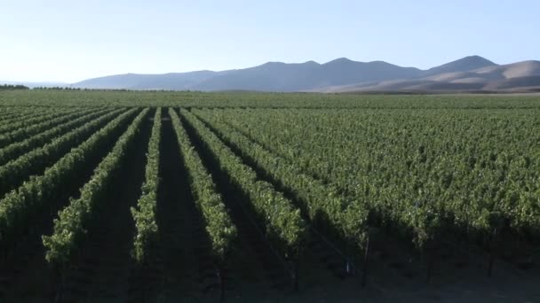 Viento sopla a través de un viñedo — Vídeo de stock