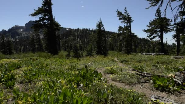 Mochileros en Tahoe National Forest, California — Vídeo de stock