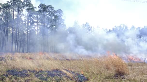 Grass burn on a powerline corridor — Stock Video