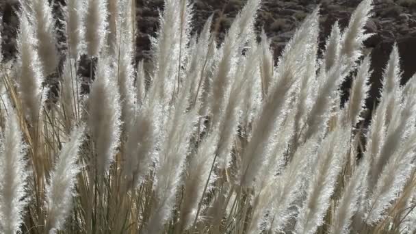 Desert grass blow in the breeze — Stock Video