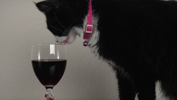 Chat lèche le rebord d'un verre rempli de vin — Video