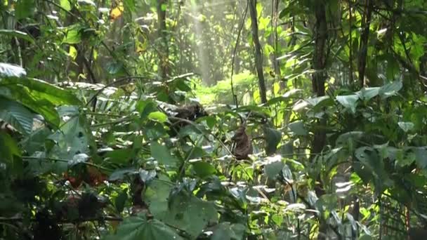 Gyönyörű dzsungel esőerdő — Stock videók