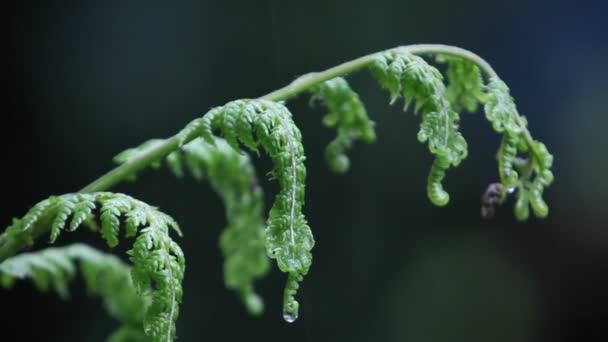 Regen fällt auf einen Farn — Stockvideo