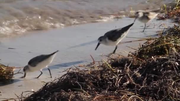 Oeverloper vogels peck langs de kust — Stockvideo