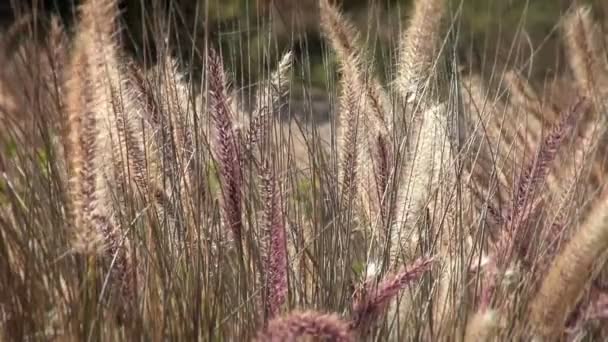 Ein Feld, auf dem ein wildes Gras mit dem Wind weht. — Stockvideo