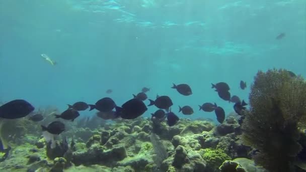 Peixes tropicais nadam em torno de um recife — Vídeo de Stock