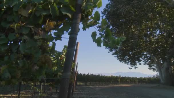 Een wijngaard Salinas Valley — Stockvideo
