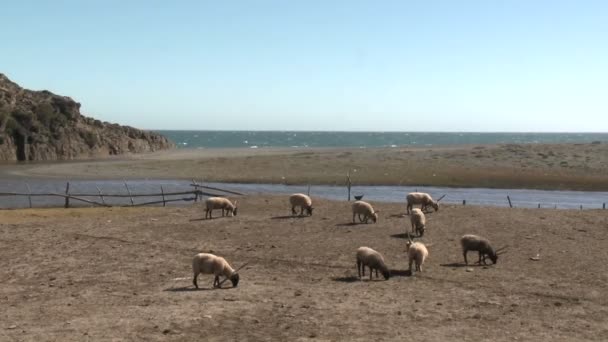 Schafe fressen Gras auf einem Feld — Stockvideo