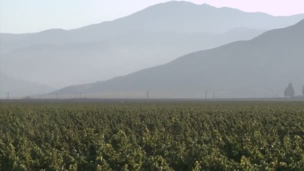 Salinas Valley vingård — Stockvideo